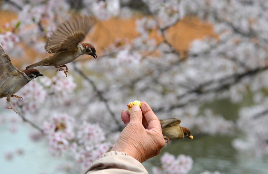 Main femme senior qui nourrit les oiseaux 