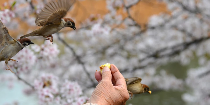 Main femme senior qui nourrit les oiseaux